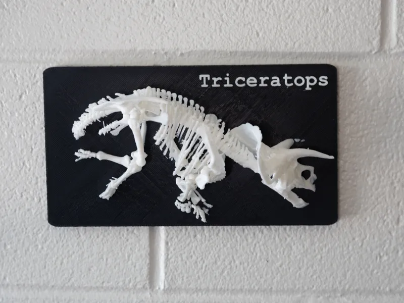 Triceratops Skeleton model