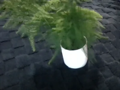 plant pot