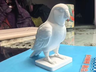 虎皮鹦鹉
