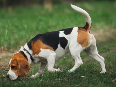 beagle 3d
