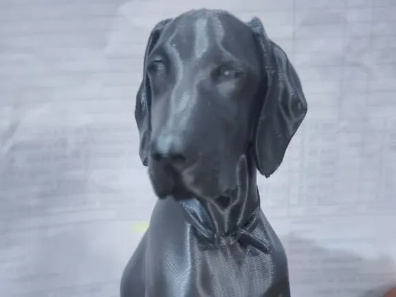 Weimaraner