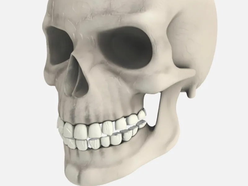 Skull decoration