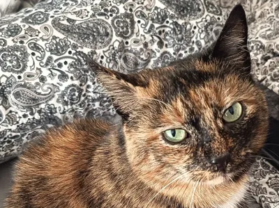 Katze