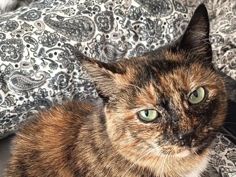 Katze