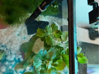Xiaomi Fish Tank Booster Nozzle + Bottom Outlet + Rain Spray, Silent, Flushes Fish Waste + Oxygenation