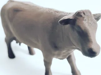 miniature cow