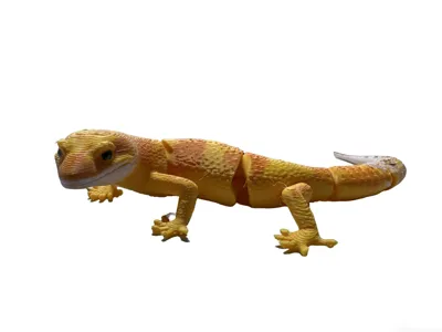 Articulated Leopard Gecko (African Fat-tailed Gecko)