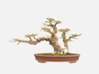 bonsai tree