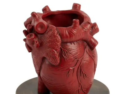Anatomical Heart Pen Holder