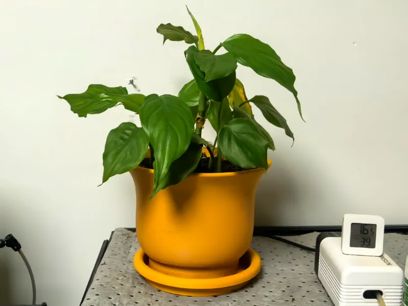 家用花盆
