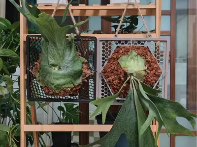 Wall-mounted Staghorn Fern Material-Saving Version