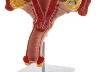 Utero feminino