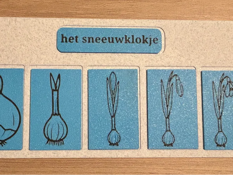 Levenscyclus bloemen