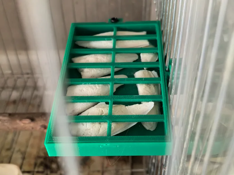 鹦鹉墨鱼骨食盒