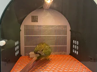 便携鹦鹉笼 鸟笼 恒温照明版