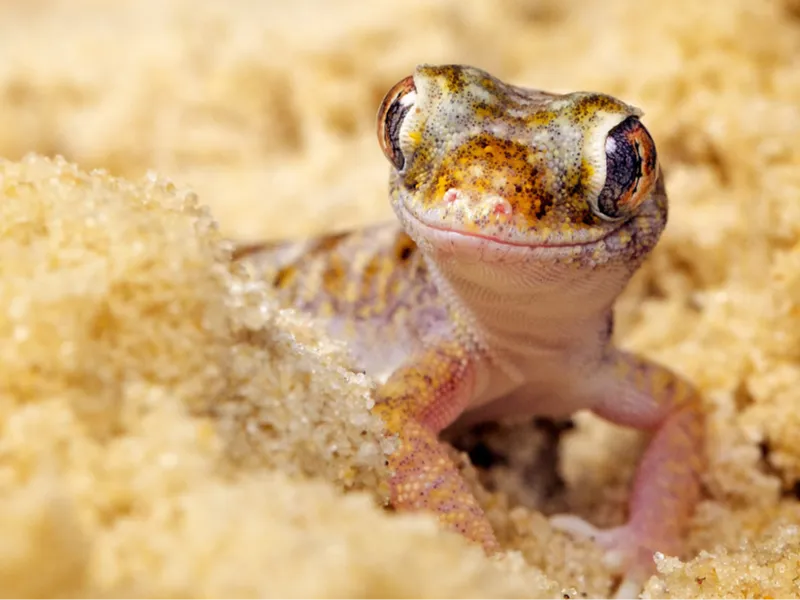 Baby Lizard
