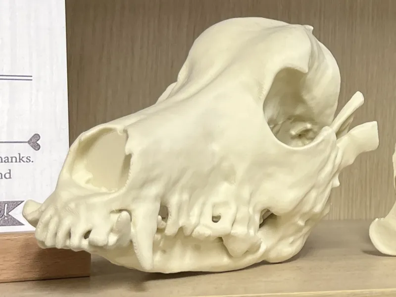 Canine Skull with Ossified Jaw