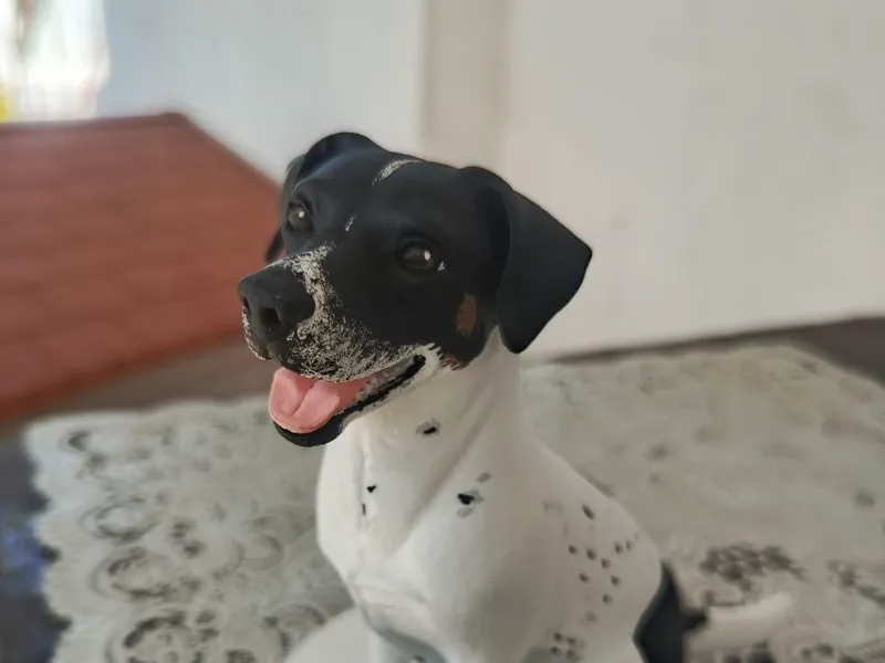my dog