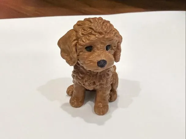 Poodle