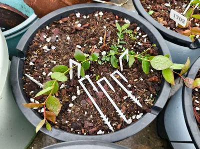Branch pressing tool for plants like blueberries to promote basal shoot growth