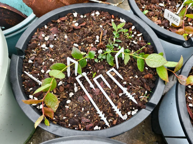 蓝莓等植物压枝小工具促进基生枝生长