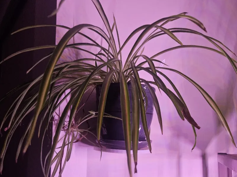 Basic floating plant shelf 