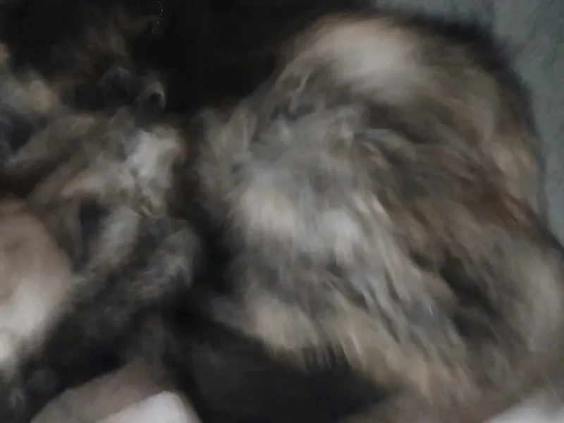 My cat that passed away