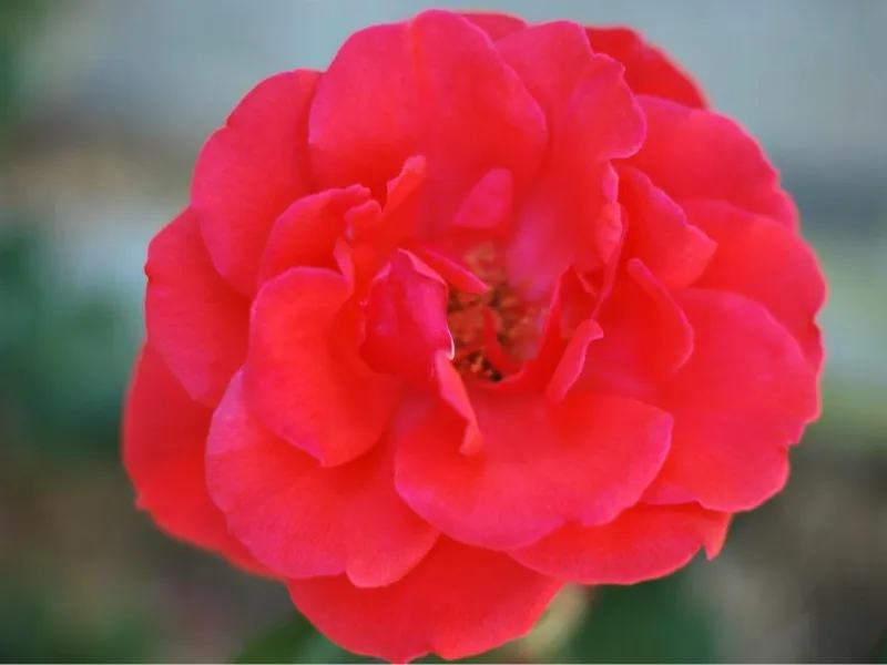 rosa