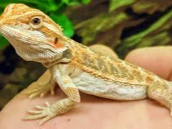 cute bearded dragon