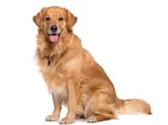 cute golden retriever 
