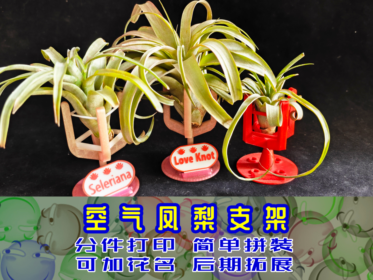 空气凤梨支架花座固定架花盆可扩展可带花牌