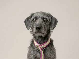 PERRITA LLAVERO PERSONALIZADO