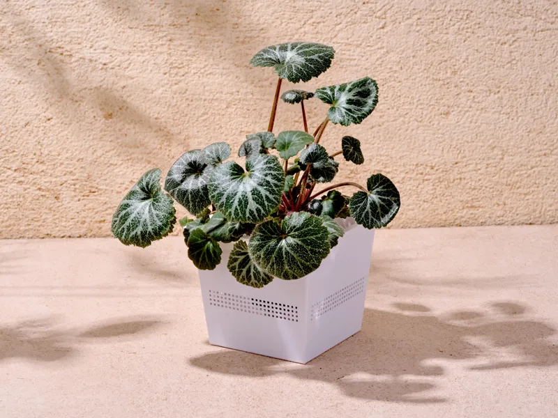 花盆「呼吸盆」