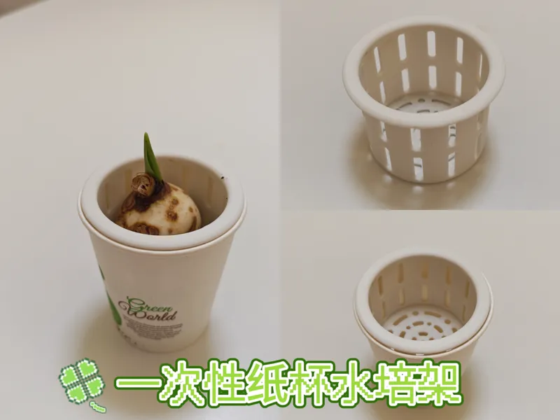 一次性纸杯水培架
