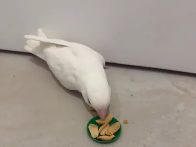 Bird Plate