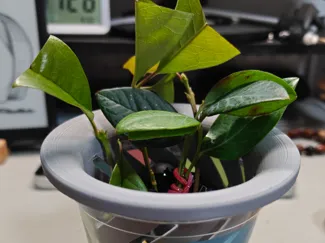 奶茶杯定植蓝（适用杯口90~100mm）