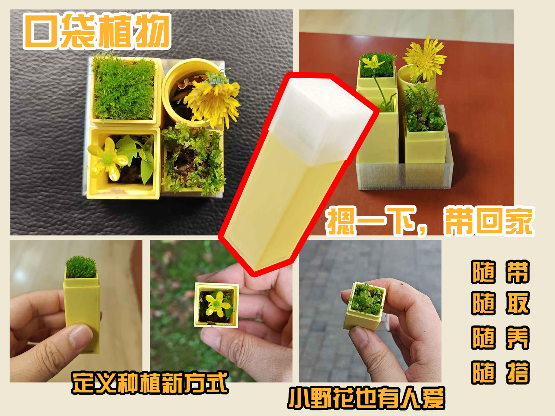 口袋植物