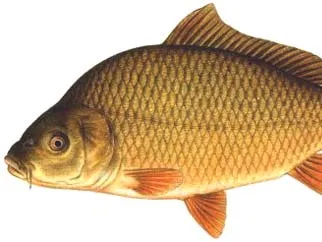 Flexi Carp