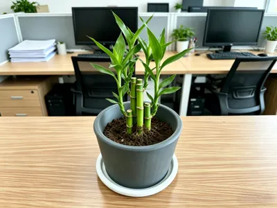 Potted Plant Base