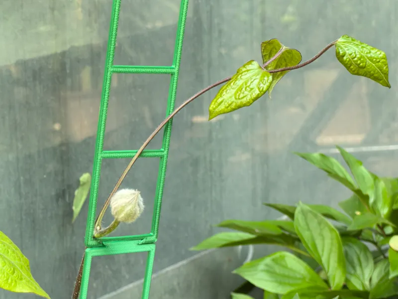 植物爬藤楼梯