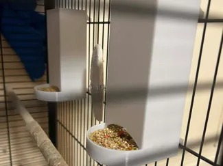 Parrot feeder