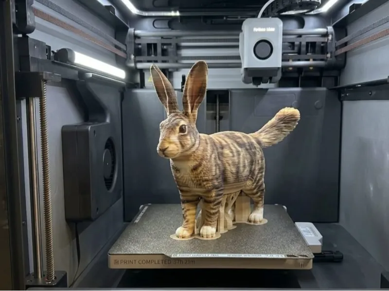 cat and rabbit