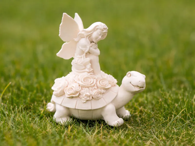Fairy Tortoise