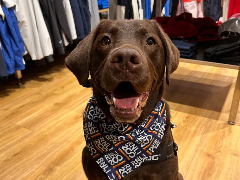 Chocolate lab