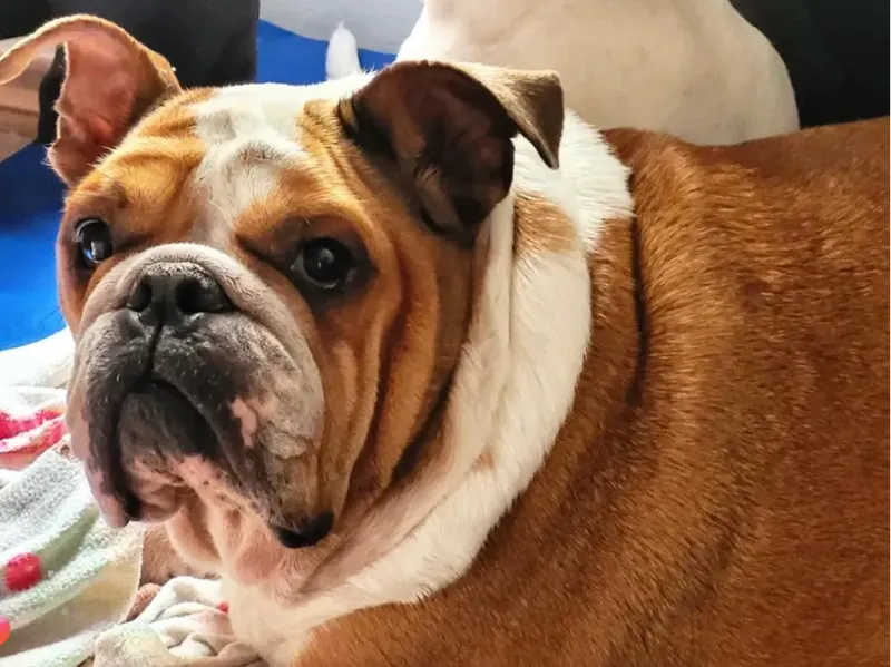BULDOG INGLES TATA 