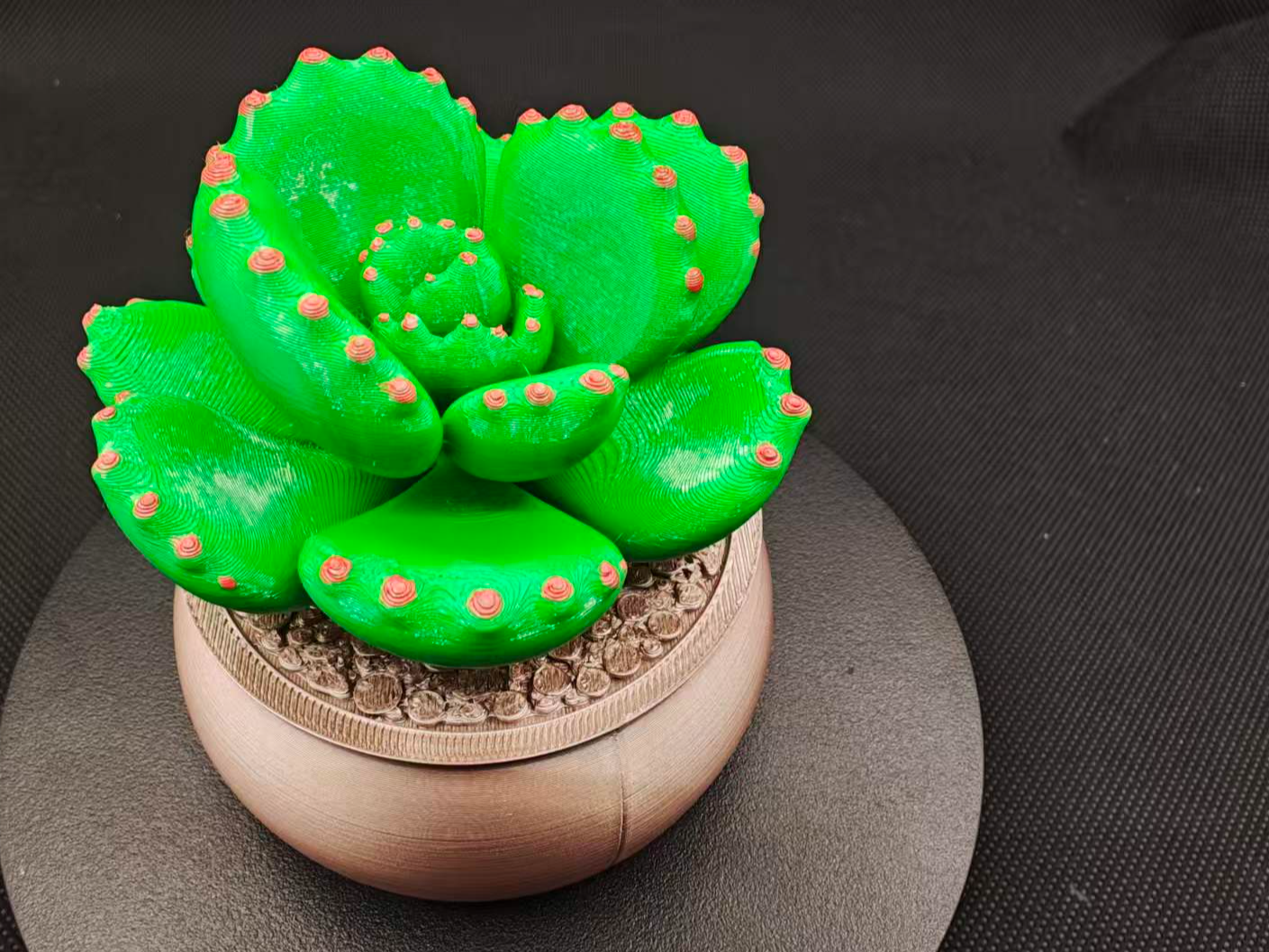 永生植物（熊童子）