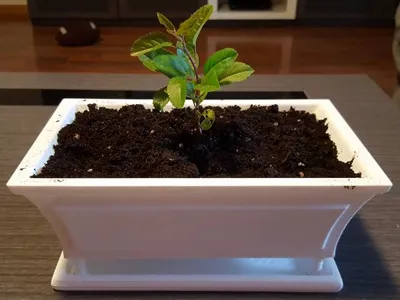 Bonsai Pot