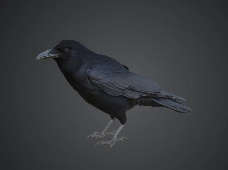 Rook bird