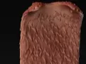 lokis coat