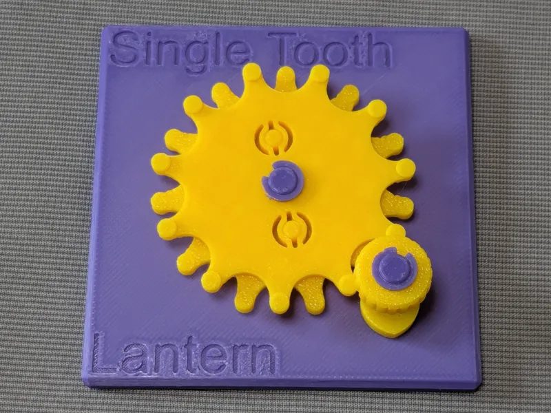 Single Tooth Lantern - Educational Model